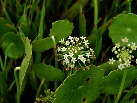 {Hydrocotyle prolifera}